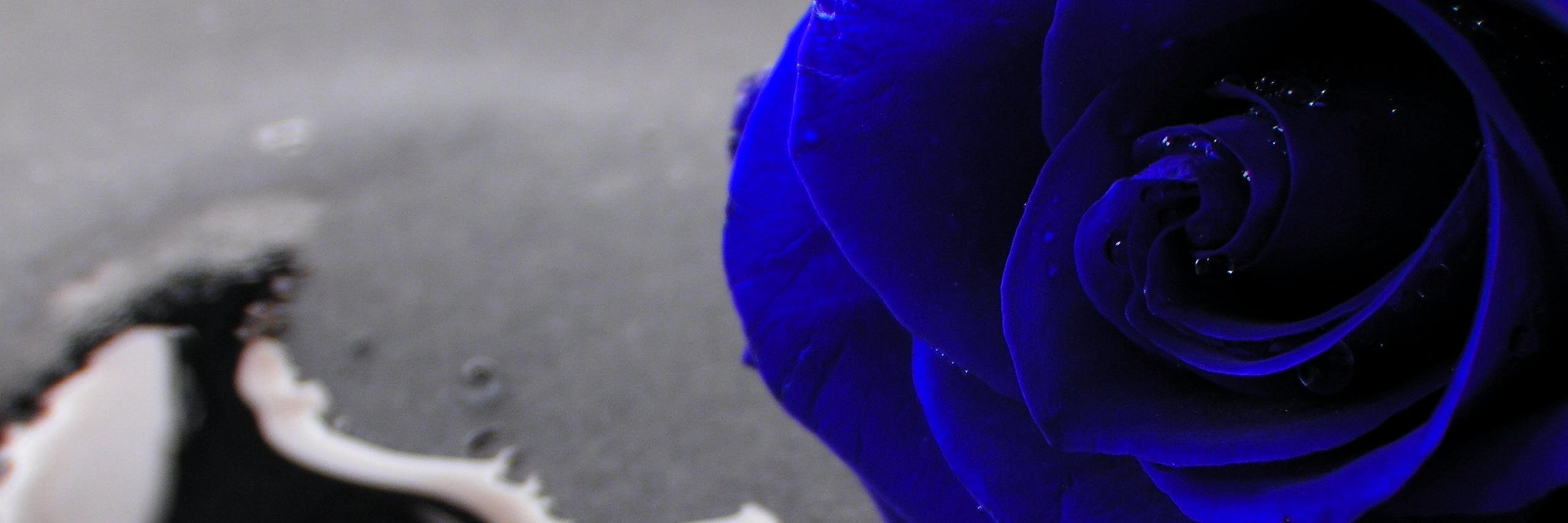 StagRevolution's profile banner image