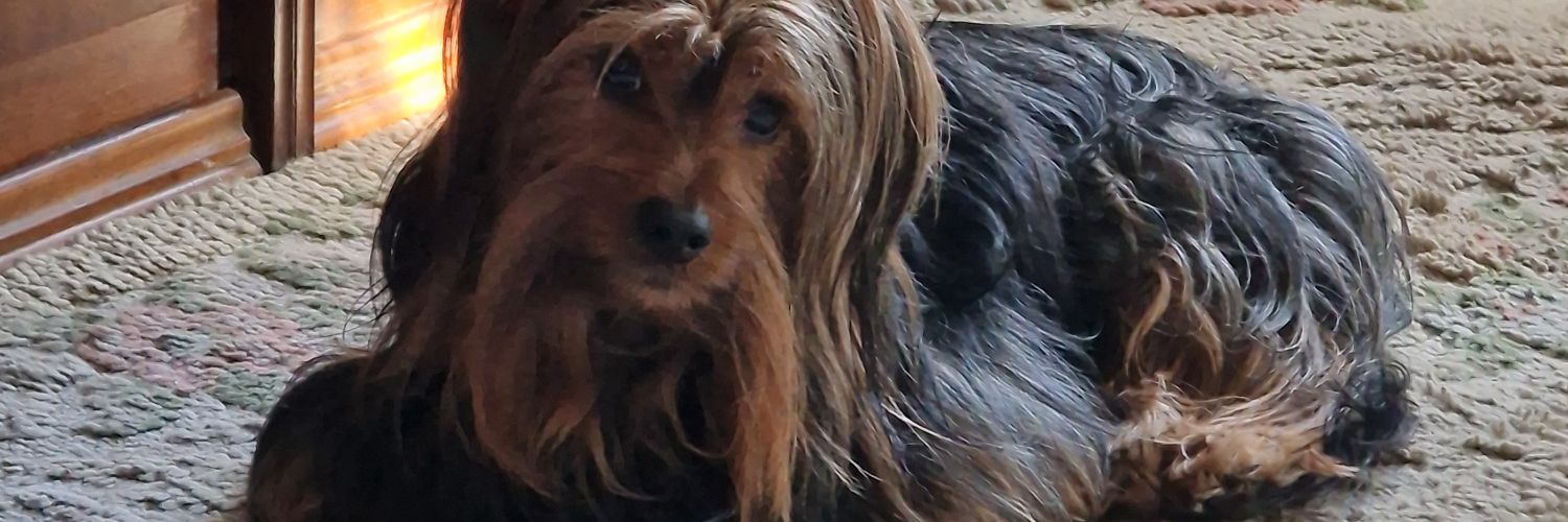Rocio1981's profile banner image