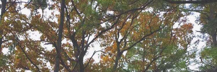macithornton's profile banner image