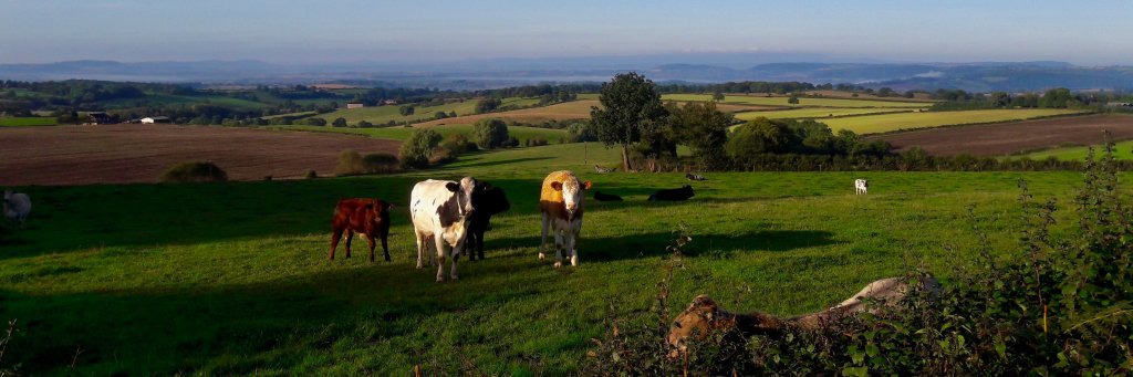 Martin Alma Azul 🇬🇧 🌻 🐑 🚴‍♂️ banner