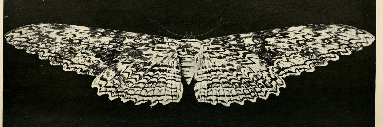 Trending on Nemfrog banner