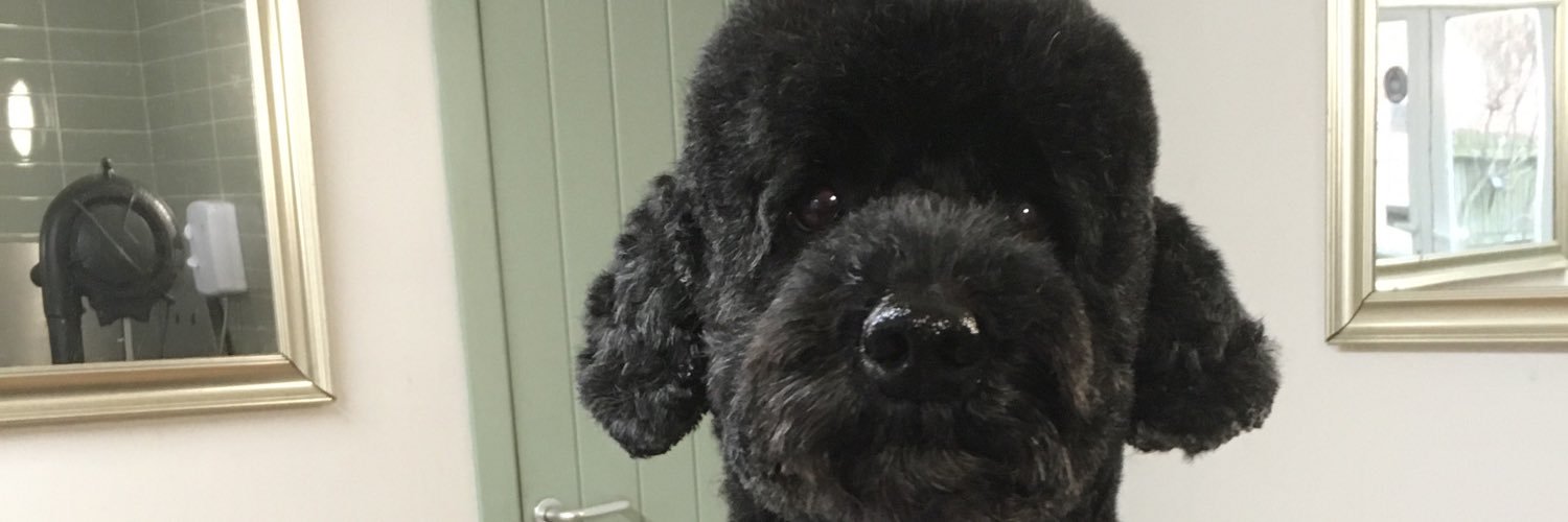 Pennviewpets's profile banner image