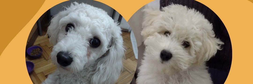 spdediosc's profile banner image
