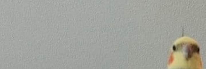 Alvanouille's profile banner image