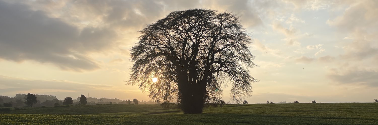 🪾🏔️🌳 banner