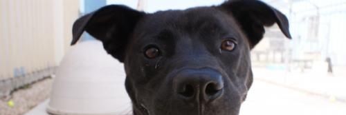 Outer Banks SPCA banner