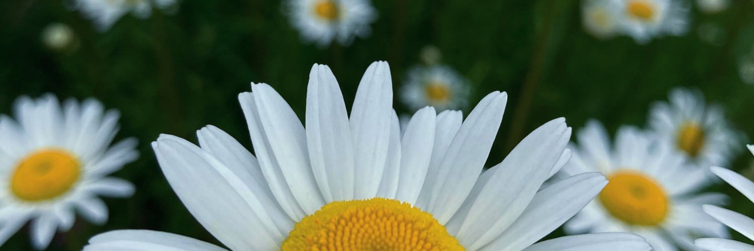 MMNicholson's profile banner image