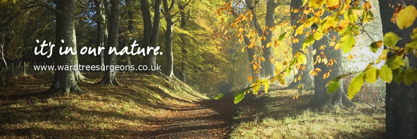 WardTreeSurgeon's profile banner image