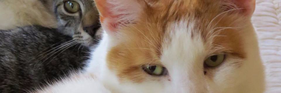 Alison Frankel banner