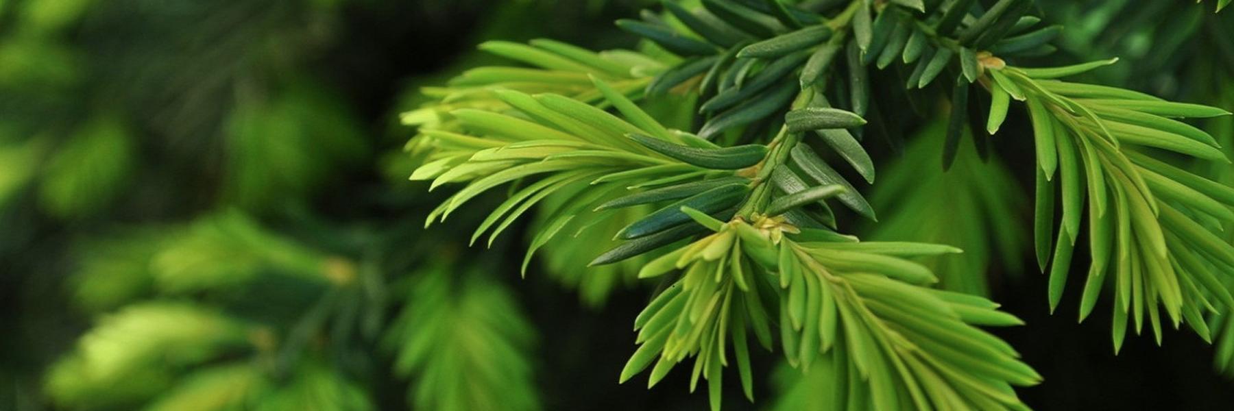 ElliottTreeFarm's profile banner image