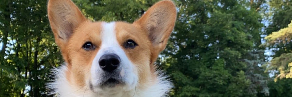 The Pittsburgh Charlie Kelly banner