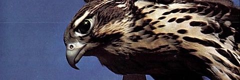 Gabe_Espinola's profile banner image