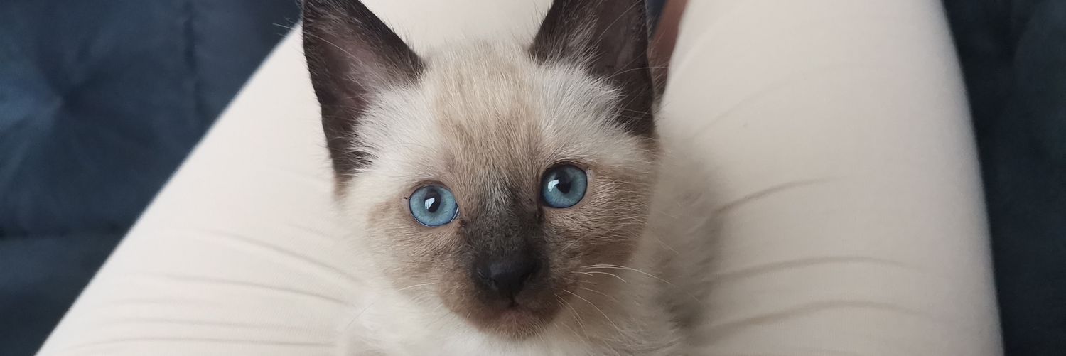 KarSua13's profile banner image