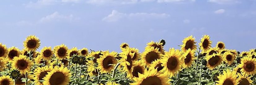 lauzzsmith's profile banner image