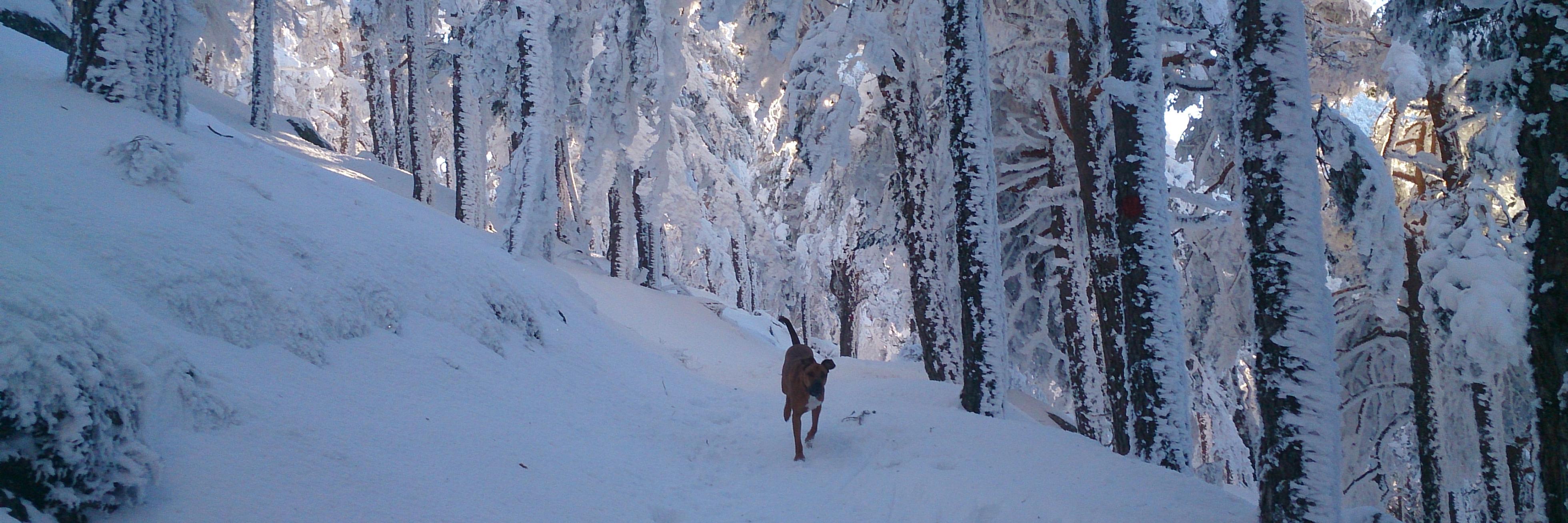 Toño Cañadas banner