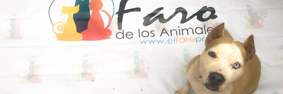 FarodeAnimales's profile banner image