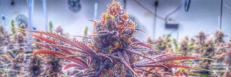 nugmag's profile banner image