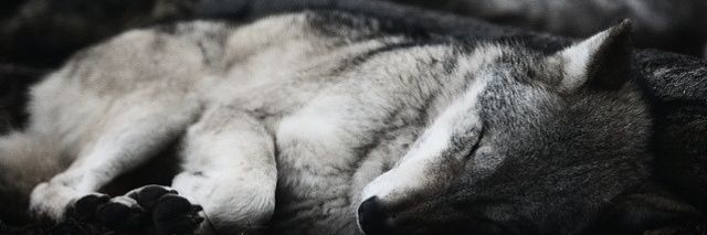 𝑺𝒉𝒂𝒅𝒚 ☯ banner