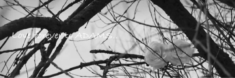 skull___rabbit's profile banner image