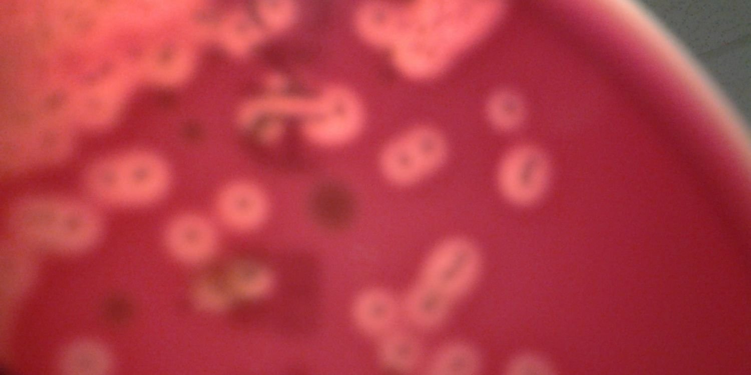 UrsoVale83's profile banner image