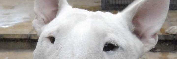 AMiniRumpus's profile banner image