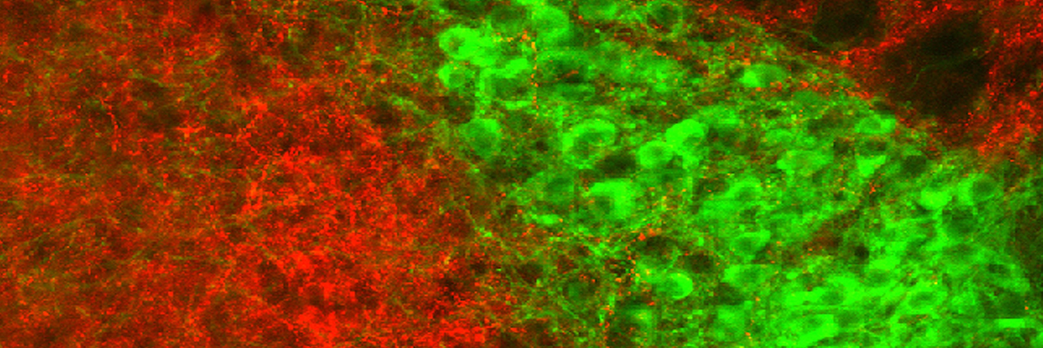 Dr. Debra Bangasser banner