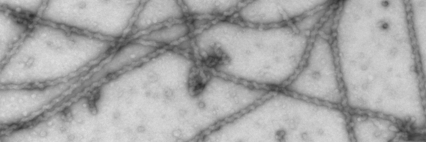 YSPTSPS Profile Banner