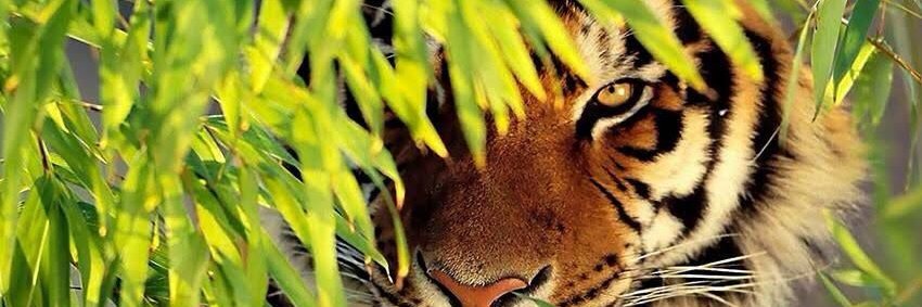 MthokoMG's profile banner image