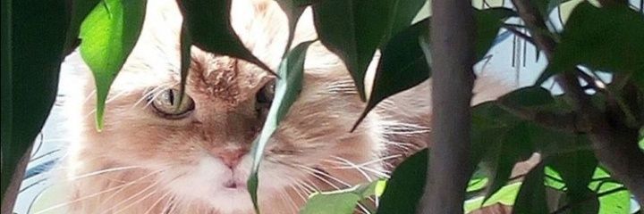 francescabattis's profile banner image
