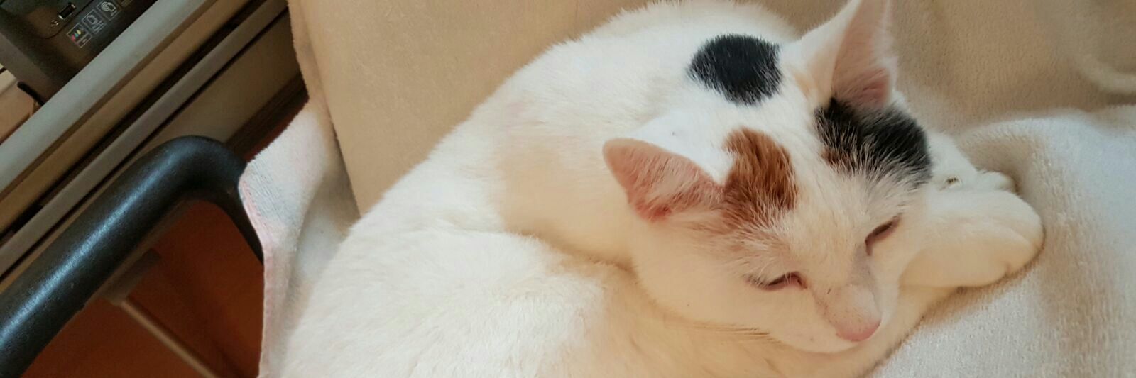 Robert Tropper banner