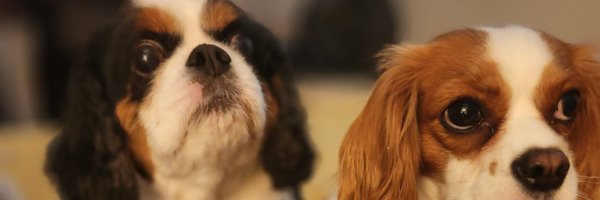 Paiyslee Profile Banner