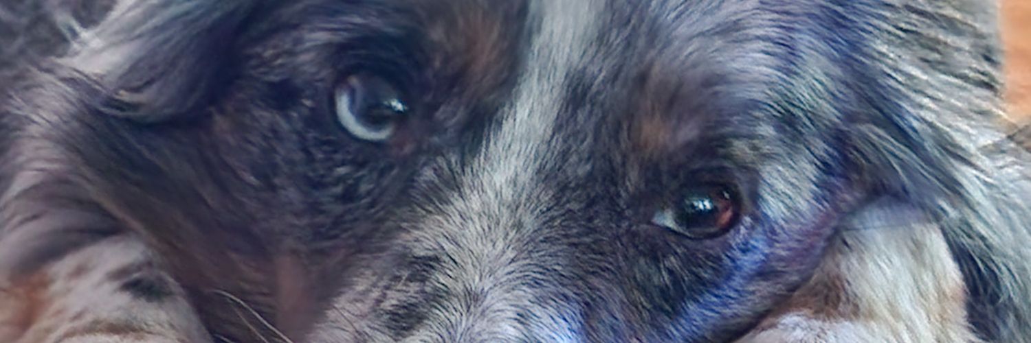 A Lightwolf🐢 banner