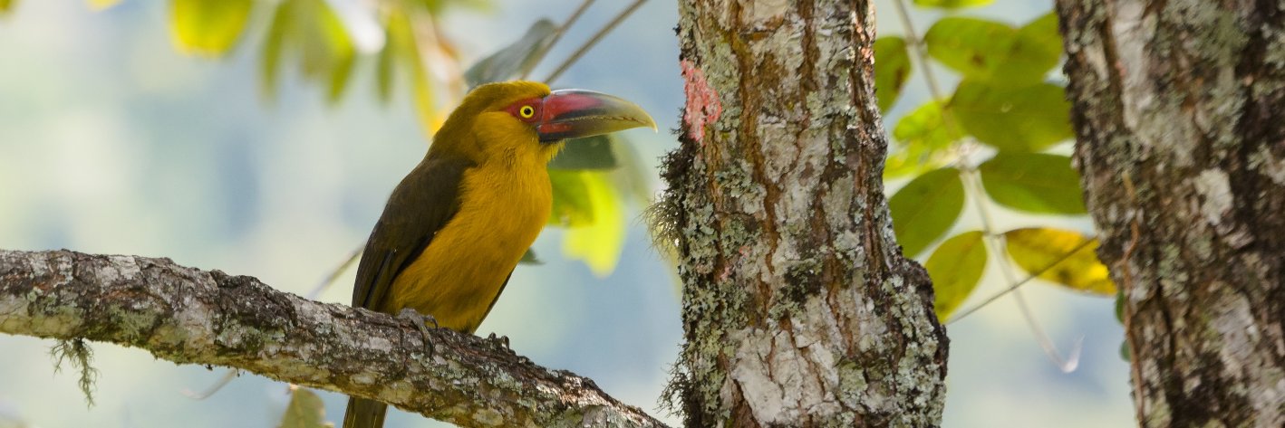 BirdingInRio's profile banner image
