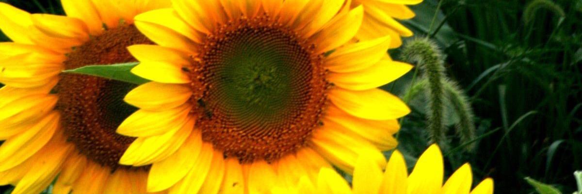 LaneBug's profile banner image