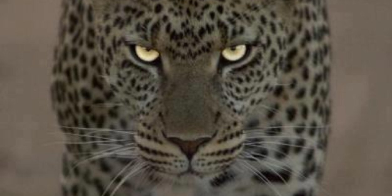 Henno350's profile banner image