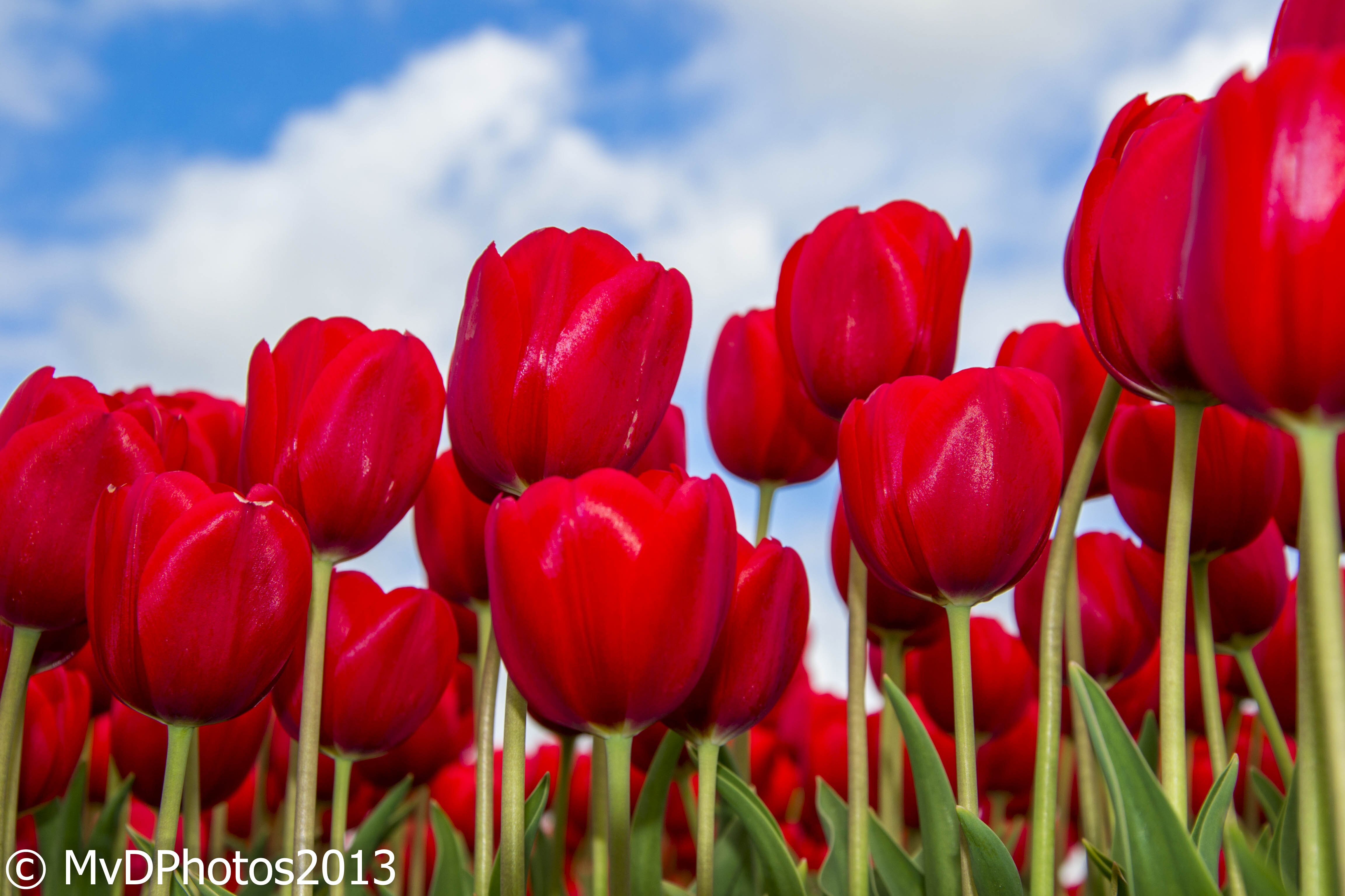 MvDPhotos's profile banner image