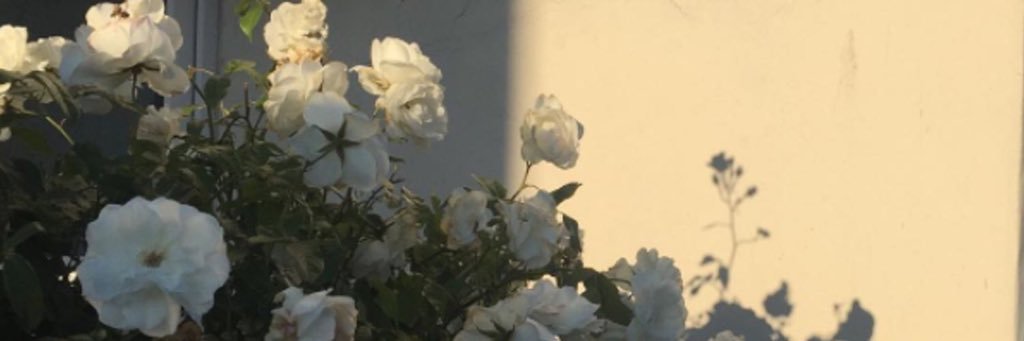 botanicallu's profile banner image