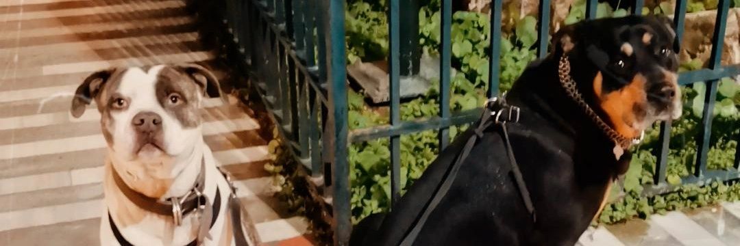ELENLOG's profile banner image