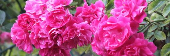 Alex Glowacka banner