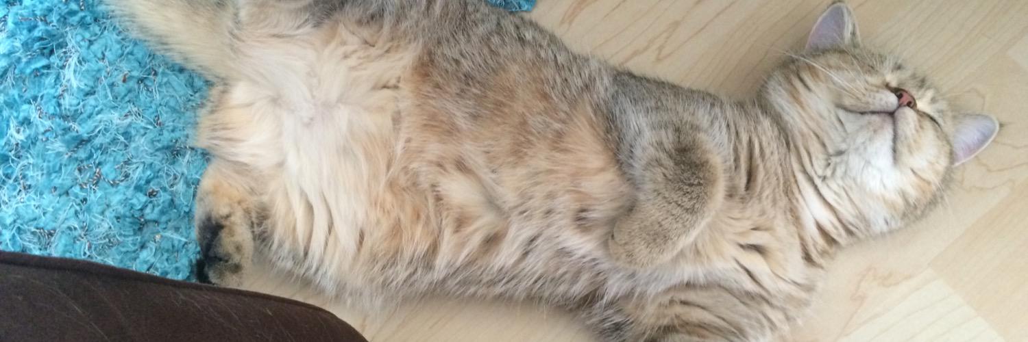 kokikathecat's profile banner image
