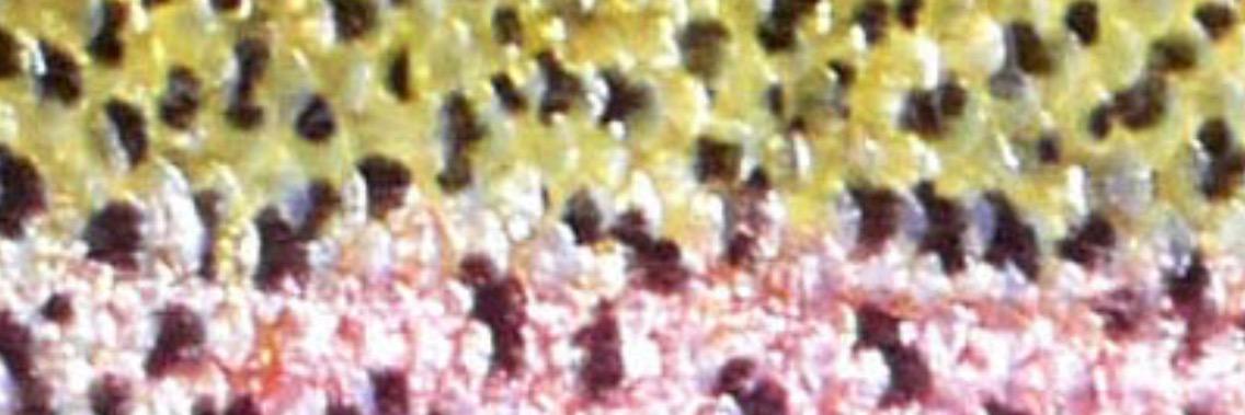 dompruitt's profile banner image
