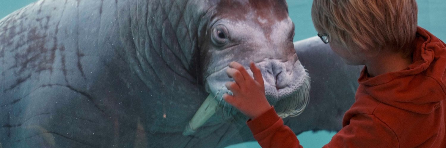 Walrus Network banner