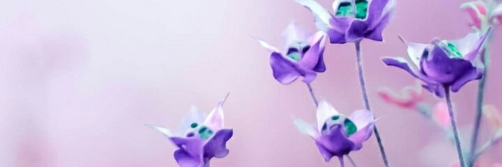 aniha's profile banner image