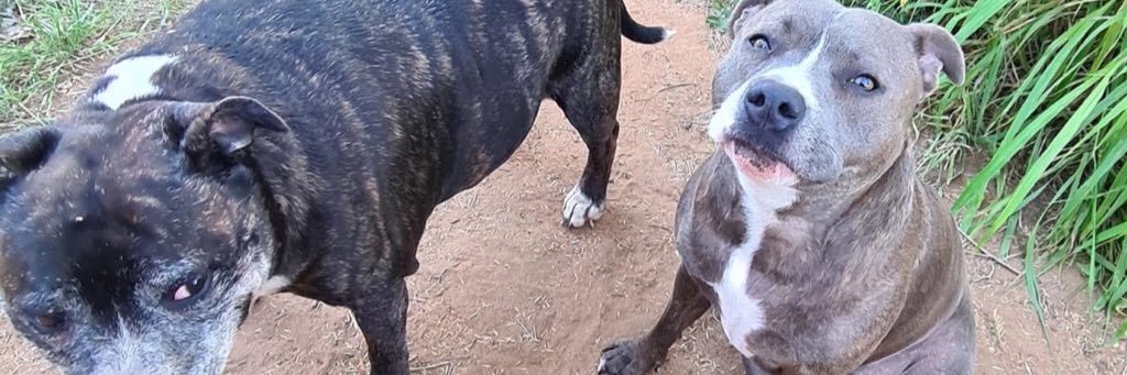 Dogsandroses23's profile banner image