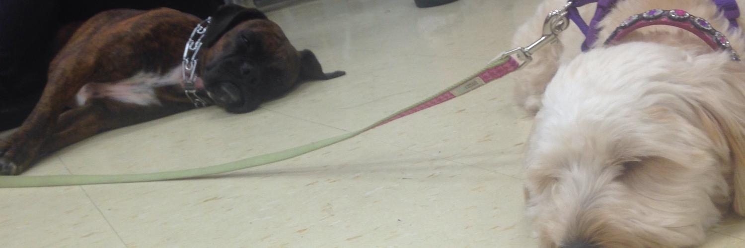 LegallyDogs's profile banner image