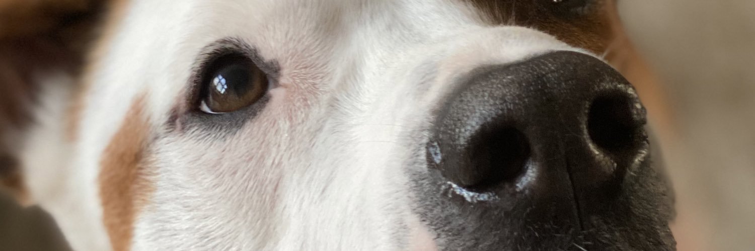 NotTheFakeEvanA's profile banner image