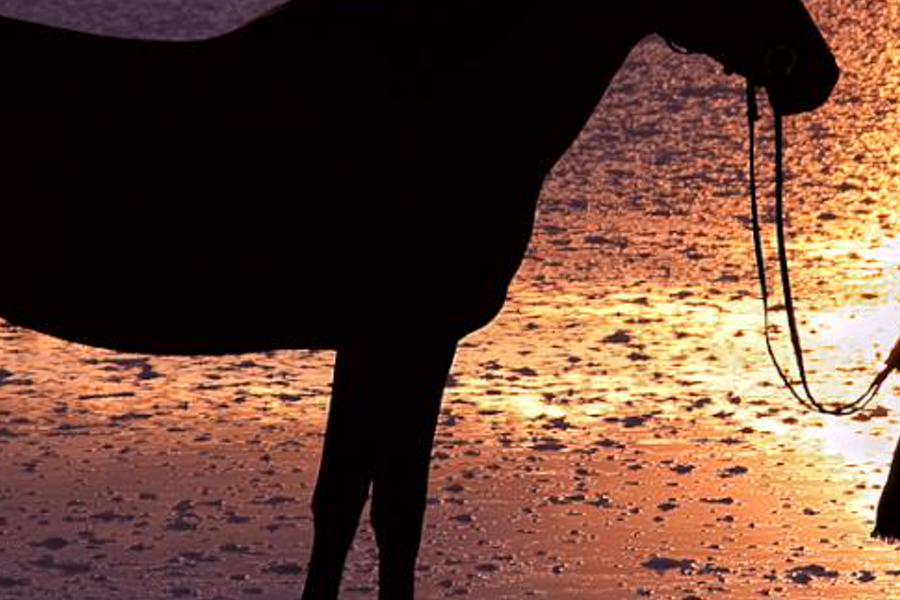 iolopartha's profile banner image