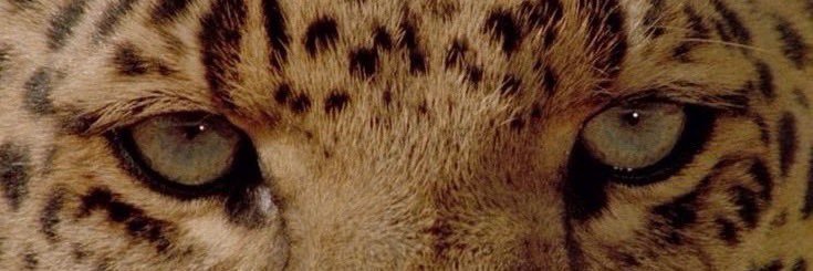 kellxbellx's profile banner image