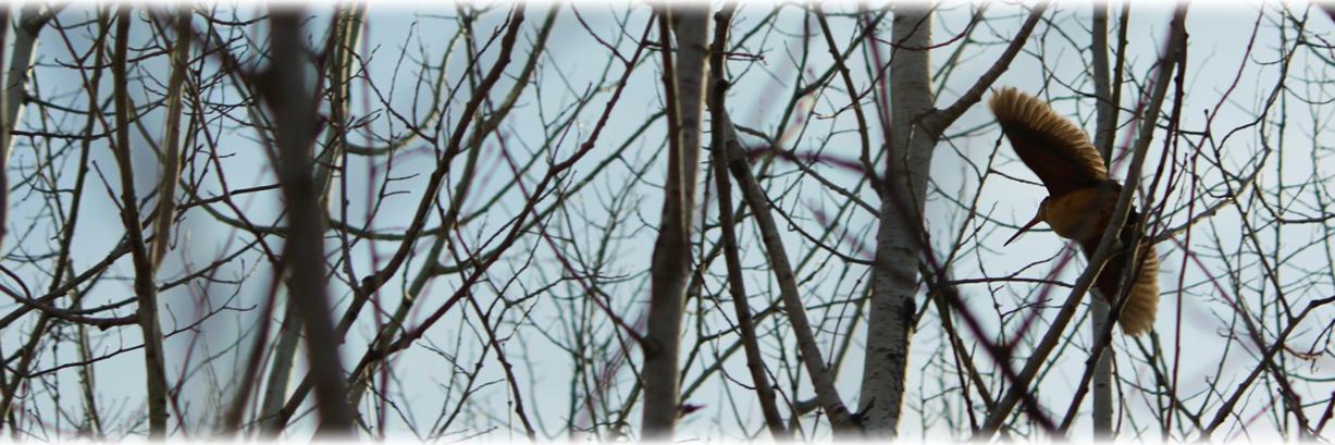 modernwildmn's profile banner image