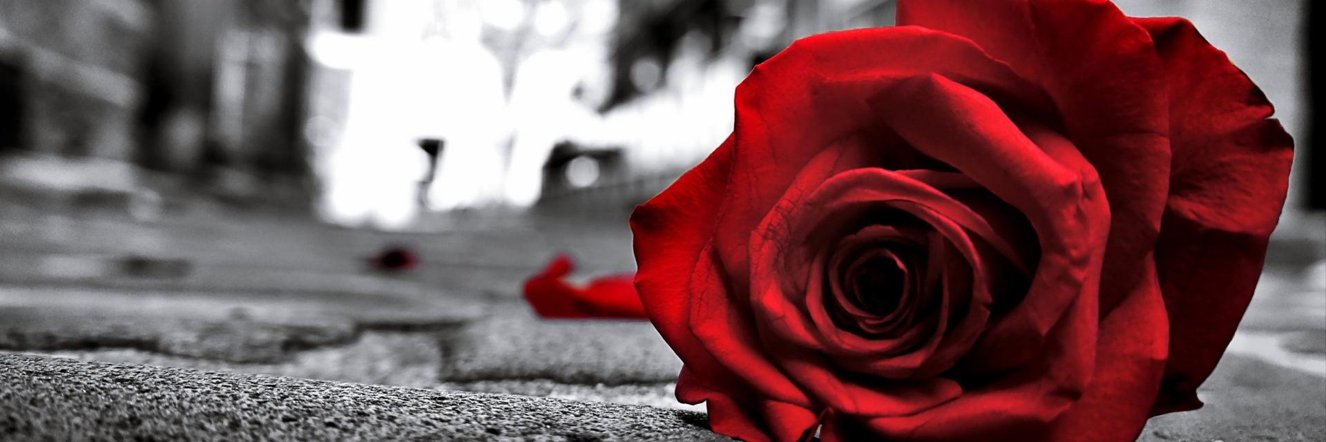 ann3645's profile banner image